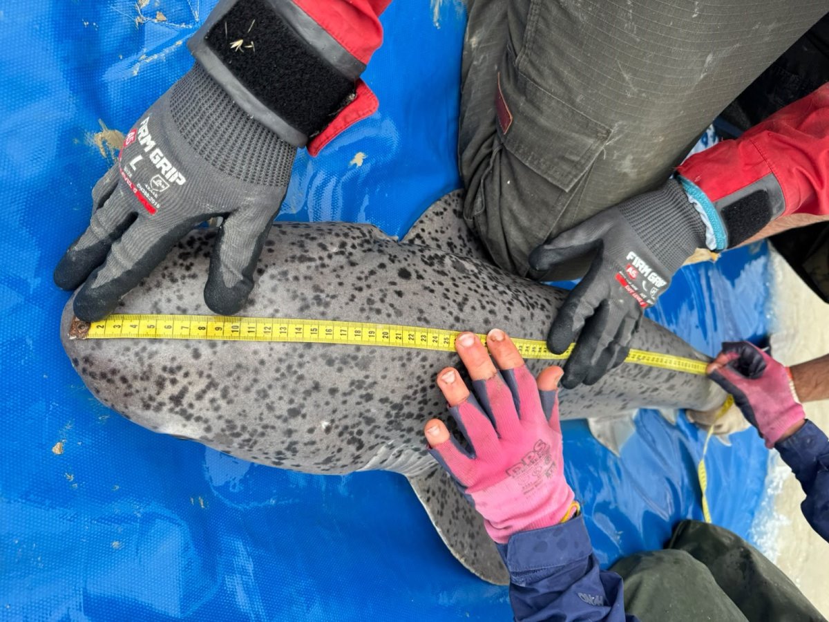 De la Ría Deseado a Sri Lanka: una investigación patagónica llegó al mayor encuentro mundial de tiburones