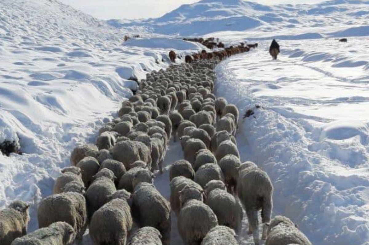 El Consejo Agrario recuerda las prácticas que se deben evitar para reducir la pérdida de animales