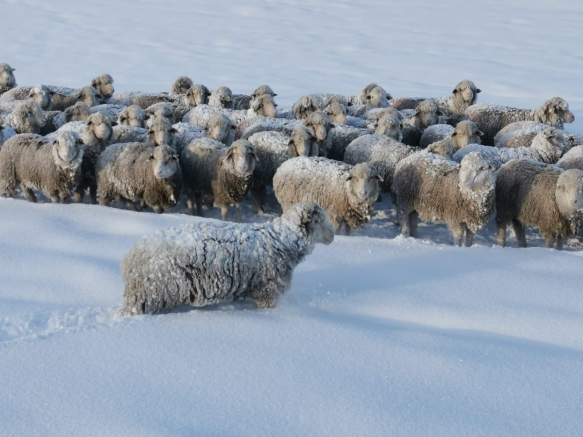 El Consejo Agrario recuerda las prácticas que se deben evitar para reducir la pérdida de animales