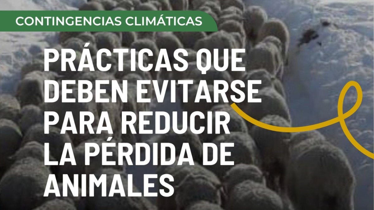 El Consejo Agrario recuerda las prácticas que se deben evitar para reducir la pérdida de animales