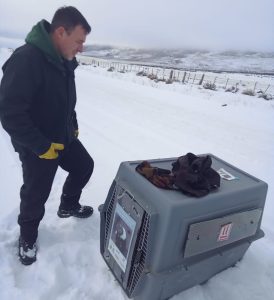 El Consejo Agrario Provincial liberó al cóndor andino rescatado en El Calafate 