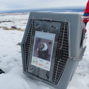 El Consejo Agrario Provincial liberó al cóndor andino rescatado en El Calafate 