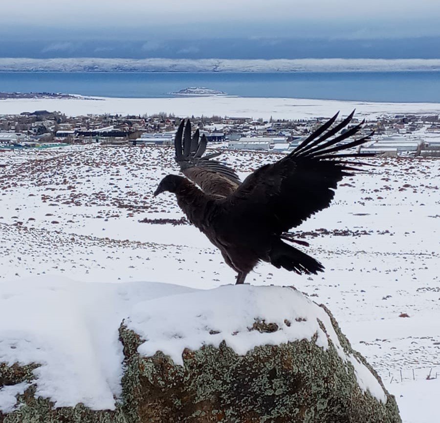 El Consejo Agrario Provincial liberó al cóndor andino rescatado en El Calafate