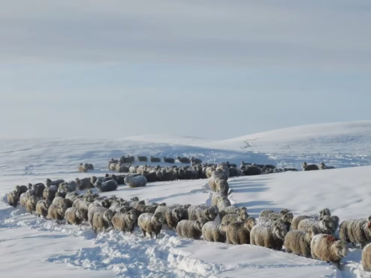 Santa Cruz difunde recomendaciones para evitar la pérdida de animales durante las contingencias climáticas