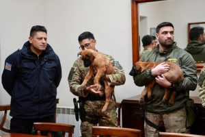 Santa Cruz fortalece su sistema de respuesta ante emergencias con la incorporación de nuevos canes especializados