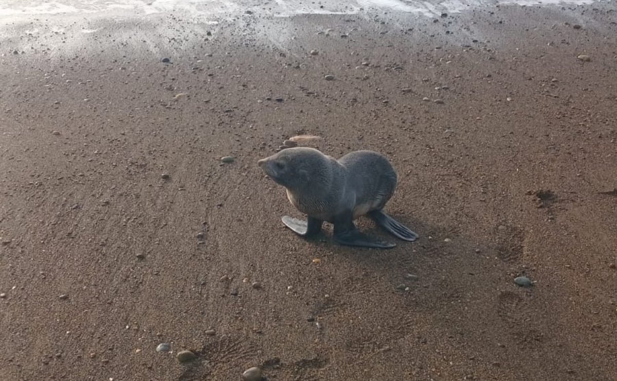lobo marino de dos pelos (Arctocephalus australis)