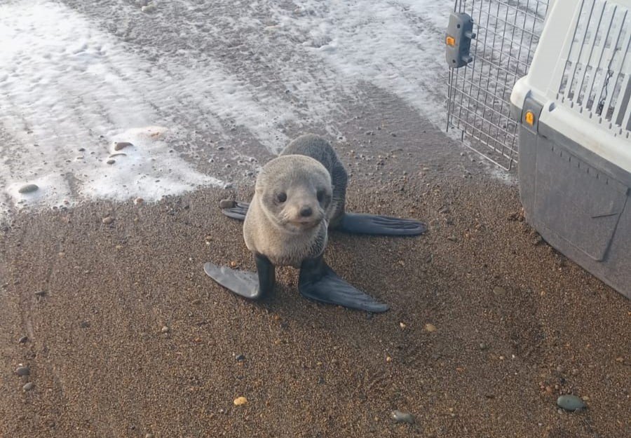 El Consejo Agrario Provincial rescató y devolvió a su hábitat a una cría de lobo marino