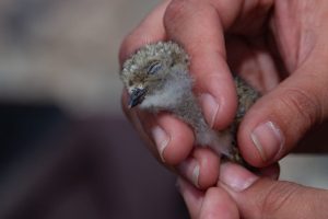 El CAP y Ambiente Sur renuevan acuerdos para fortalecer la conservación de la biodiversidad en Santa Cruz