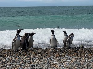 Movimientos de los pingüinos de Magallanes en el mar de Cabo Vírgenes