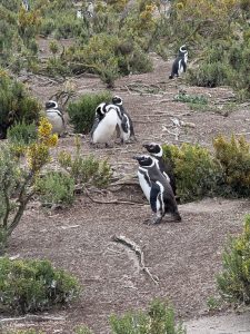 Movimientos de los pingüinos de Magallanes en el mar de Cabo Vírgenes
