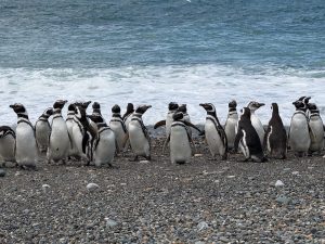 Movimientos de los pingüinos de Magallanes en el mar de Cabo Vírgenes