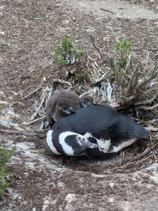 Movimientos de los pingüinos de Magallanes en el mar de Cabo Vírgenes