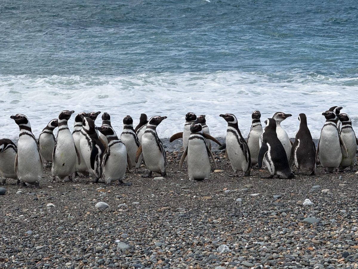 Movimientos de los pingüinos de Magallanes en el mar de Cabo Vírgenes
