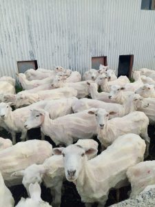 Esquilas preparto: Se refuerza las medidas de prevención contra la sarna ovina