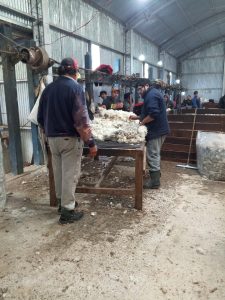 Esquilas preparto: Se refuerza las medidas de prevención contra la sarna ovina