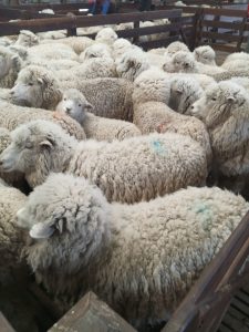 Esquilas preparto: Se refuerza las medidas de prevención contra la sarna ovina