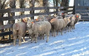 La Escuela Agropecuaria N°1 lidera una investigación clave para la ganadería santacruceña