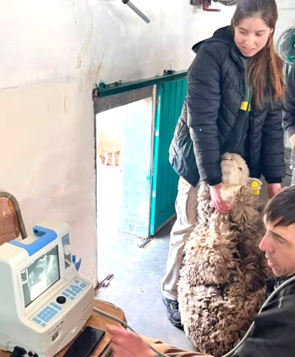 La Escuela Agropecuaria N°1 lidera una investigación clave para la ganadería santacruceña