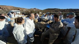 Consejo Agrario: Finalizó en Chubut la capacitación sobre la sarna ovina