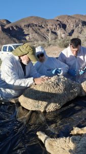 Consejo Agrario: Finalizó en Chubut la capacitación sobre la sarna ovina