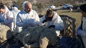 Consejo Agrario: Finalizó en Chubut la capacitación sobre la sarna ovina