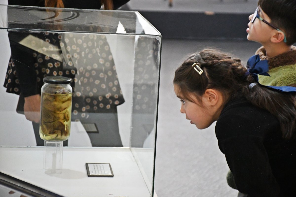 Niños y niñas participaron del taller “Exploradores de Insectos” en el Museo Molina