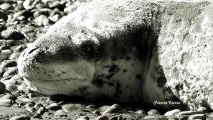 Informan sobre avistaje de una foca leopardo en la costanera de Río Gallegos