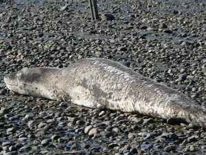Informan sobre avistaje de una foca leopardo en la costanera de Río Gallegos