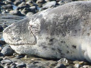 Informan sobre avistaje de una foca leopardo en la costanera de Río Gallegos
