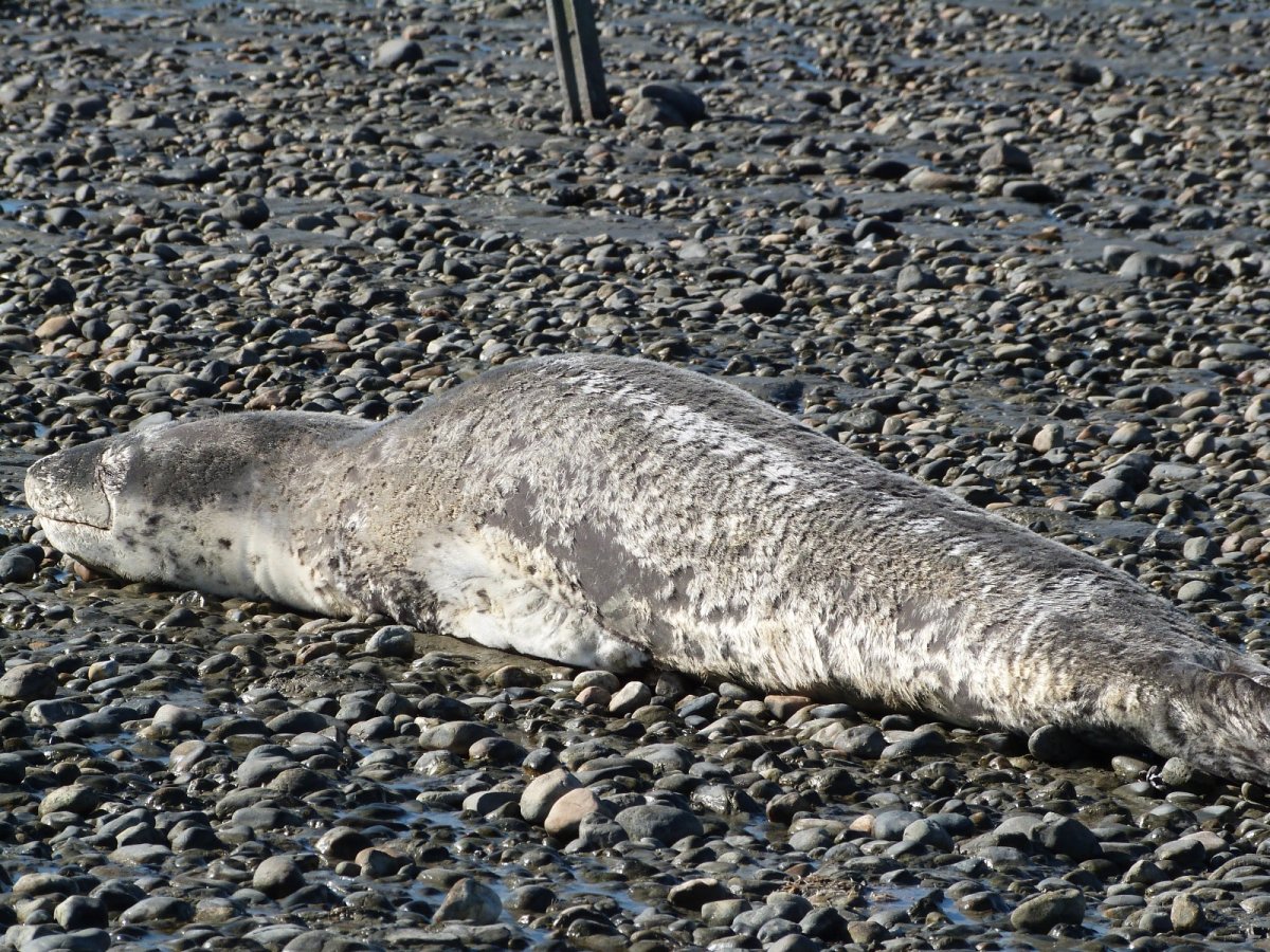 Informan sobre avistaje de una foca leopardo en la costanera de Río Gallegos