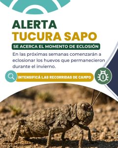 Alerta por tucura: Se intensifican los recorridos de campo para detectar los primeros focos