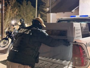 La Policía de Santa Cruz continúa reforzando la seguridad y los controles en esta capital 