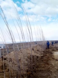 El Chaltén: Dio comienzo la Forestación Estratégica