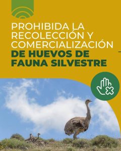 Santa Cruz alerta sobre la recolección ilegal de huevos de fauna silvestre