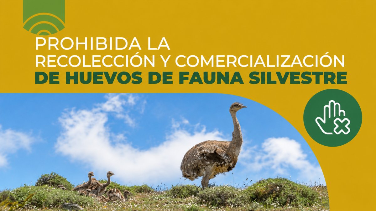 Santa Cruz alerta sobre la recolección ilegal de huevos de fauna silvestre