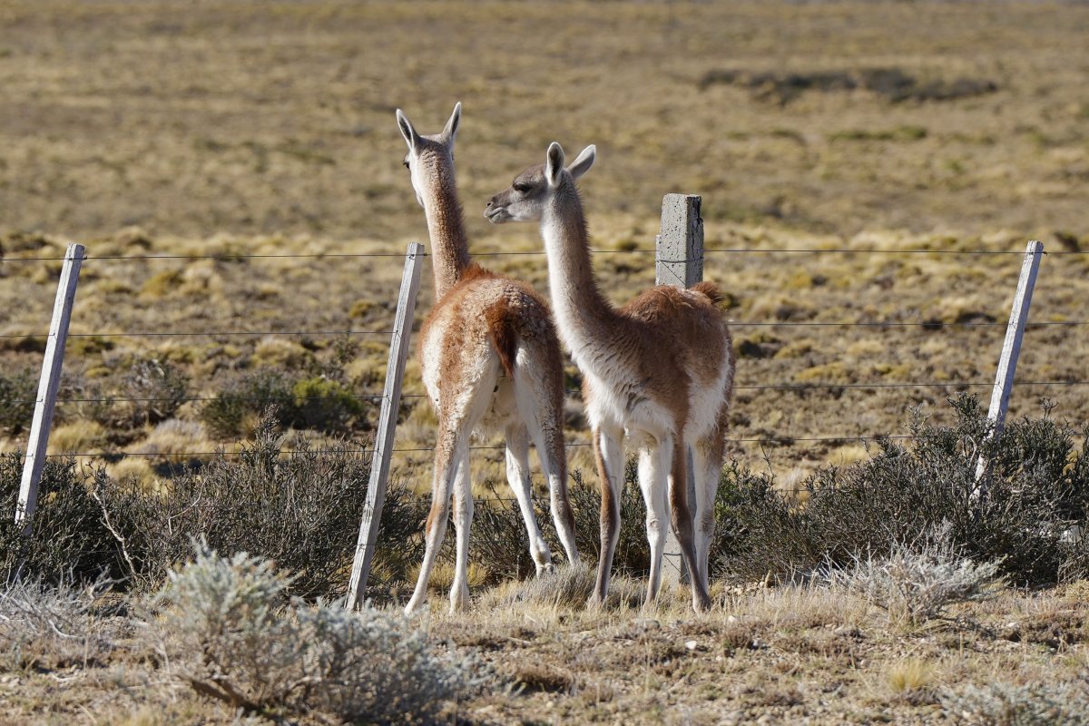 La Provincia avanza hacia la Indicación Geográfica del guanaco santacruceño