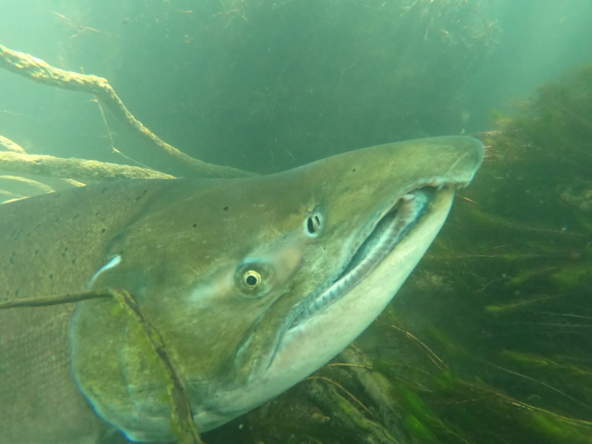 La Provincia puso en marcha el Registro Único de Operadores del Plan del Salmón Chinook