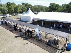 Estudiantes de Gobernador Gregores representan a Santa Cruz en las Ovinpiadas Argentinas 