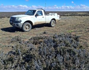 El CAP acompaña a productores de Piedra Buena ante la presencia de tucura 