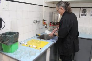 Del campo al mercado: el análisis de la lana permite conocer su calidad y mejorar su valor