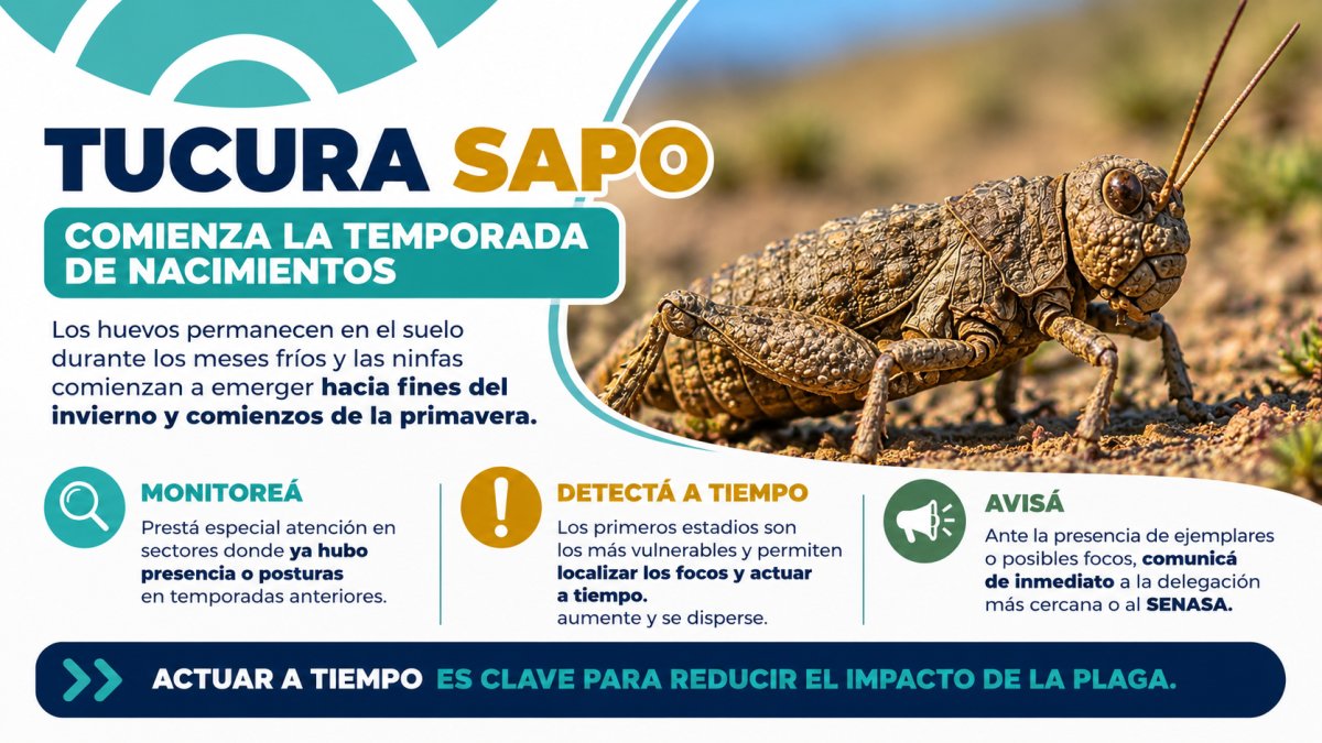 Tucura sapo: el CAP solicita reforzar los controles en establecimientos rurales