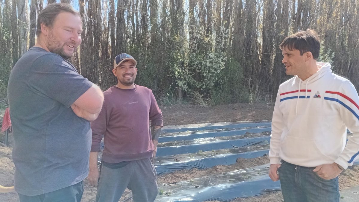 Los Antiguos: el CAP acompaña el desarrollo de la producción de frutillas