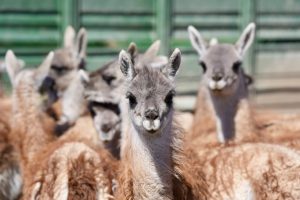 El guanaco abre nuevas oportunidades para la producción santacruceña