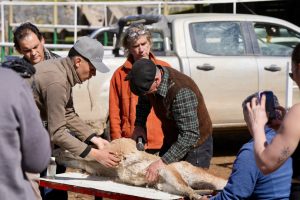 El guanaco abre nuevas oportunidades para la producción santacruceña