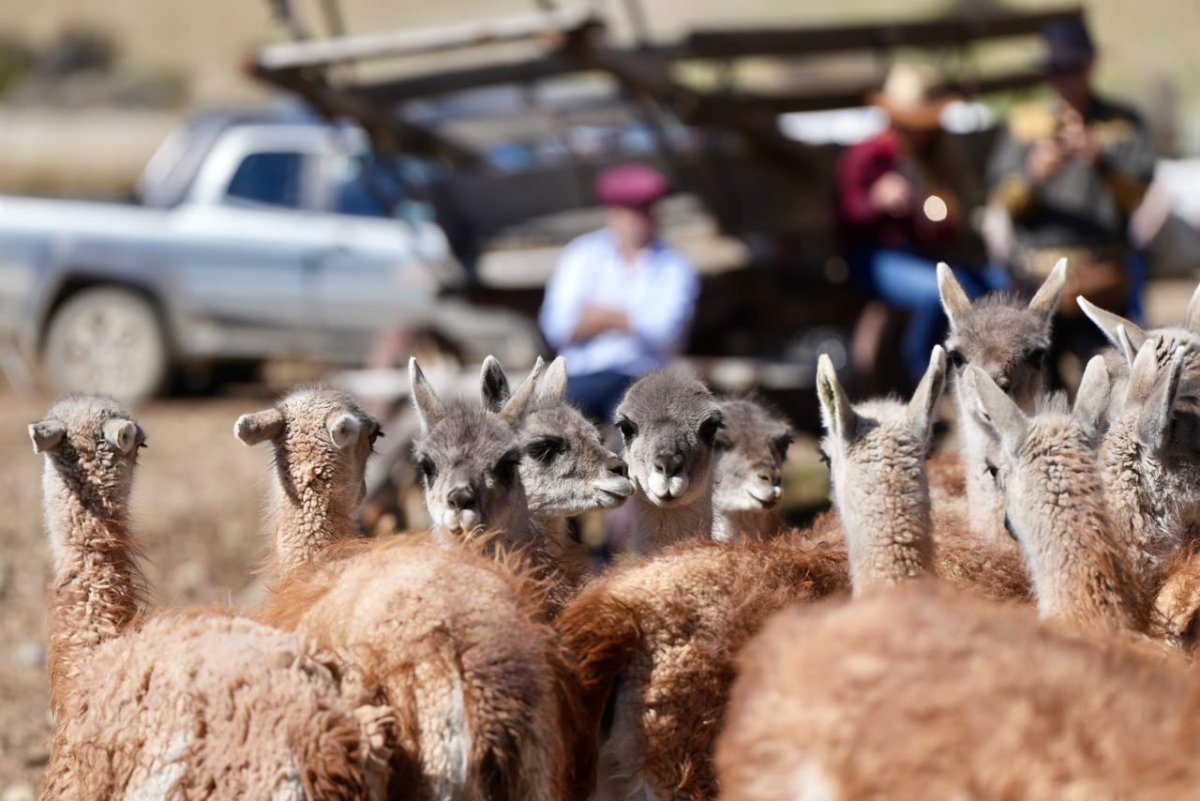 El guanaco abre nuevas oportunidades para la producción santacruceña