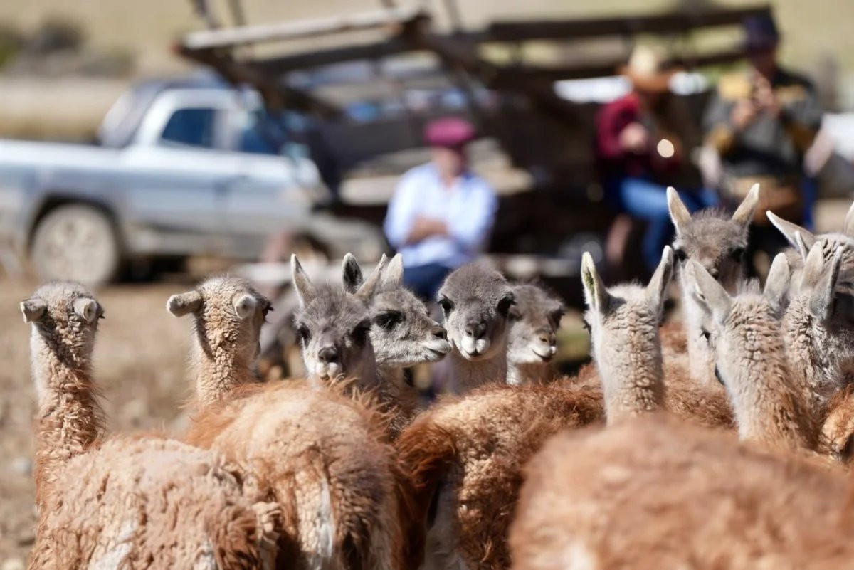 El CAP acompañó una jornada de amanse y esquila de guanacos en Estancia La Angostura