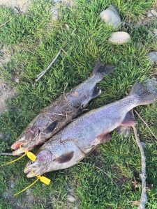 Pesca reforzó controles en Las Chilcas y el lago Buenos Aires