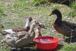 Patricia Augustin: una vida entre la tierra y el amor por los animales 