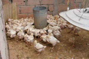 Patricia Augustin: una vida entre la tierra y el amor por los animales 