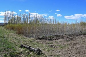 Llegó a Gregores para estudiar y echó raíces: la historia de Fabián Gabriel y su apuesta por producir en la tierra que eligió